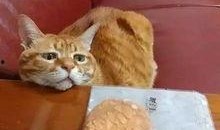 吃瓜的橘猫,萌态十足，揭秘宠物界的“吃瓜群众”