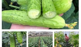 孕妇吃小绿瓜,小绿瓜助力孕妇健康营养