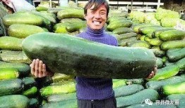 群众吃瓜的做法大全,群众吃瓜做法大全解析