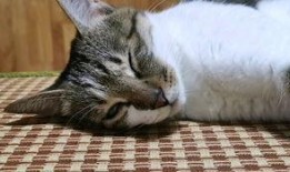 黄猫吃瓜,黄猫的瓜田奇遇记