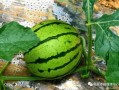 临夏最近吃的瓜,品味夏日甜蜜时光