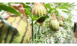 世界吃瓜自由排行