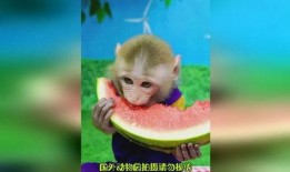 吃瓜吃成了猴,竟意外变身“猴王”