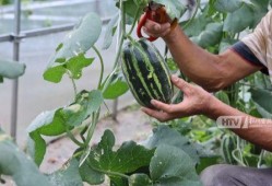 杭州哪里可以吃瓜,探寻城市中的甜蜜角落