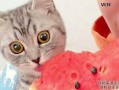 小猫可以吃瓜嘛