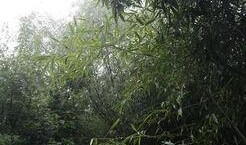 吃瓜听雨看风景,悠然赏景度时光