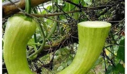 一月吃瓜二月吃瓜啥意思,揭秘“一月吃瓜二月吃瓜”的流行现象