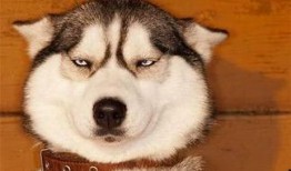 狗头吃瓜丢失组织,探寻组织之谜