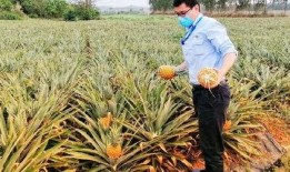 吃瓜海南项目,探索热带风情下的休闲农业新篇章