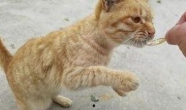 黄猫吃瓜,黄猫的瓜田奇遇记