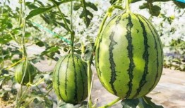 吃瓜甜助,揭秘甜蜜背后的秘密