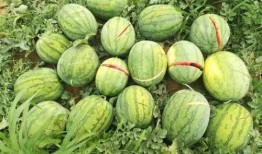 全家摆烂吃瓜视频,吃瓜视频成欢乐源泉