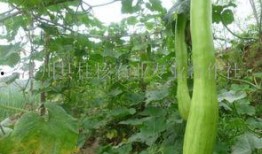 砍瓜回家怎么吃,美味家常新尝试