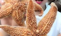 吃瓜少女魏淑芬吃海星,吃瓜少女的海洋奇遇记