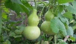 葫芦瓜怎么吃不苦