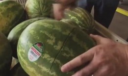 为什么我喜欢吃四角瓜呢,揭秘我钟爱的理由