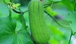 吃一生瓜有什么好处,揭秘吃瓜的五大神奇益处