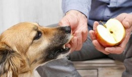 叼盒子吃瓜的狗狗,萌态十足引网友热议