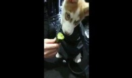 天才吃瓜狗狗视频,萌态十足引网友爆笑