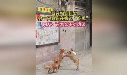 狗狗打架吃瓜视频播放