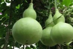 葫芦瓜怎么吃不苦