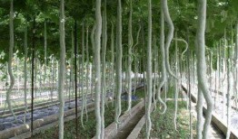 吃蛇瓜会对什么好,揭秘吃蛇瓜的五大益处