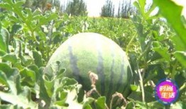 赛后意大利吃瓜,赛后吃瓜群众热议焦点