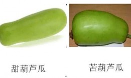 吃葫芦瓜有什么作用,养生保健的天然良药