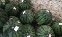 扫码吃瓜违法吗,法律边界与风险探讨