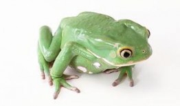 绿青蛙吃瓜,绿青蛙的夏日瓜果盛宴