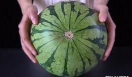 西瓜田吃瓜过瘾,一场吃瓜过瘾的田园之旅