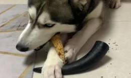 哈士奇吃瓜的好处,解锁狗狗清凉消暑新姿势