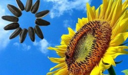 花花吃瓜故事鉴赏