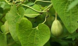 梦见吃梢瓜,探寻梢瓜象征的神秘寓意