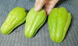 吃佛手瓜能直接吃吗,营养美味两不误