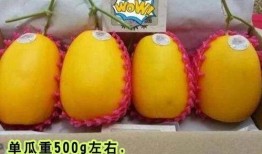 门派高质量吃瓜,门派高手们的“吃瓜”日常