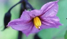 花花吃瓜故事鉴赏