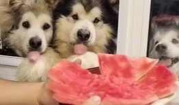 赖狗吃瓜,揭秘娱乐圈背后的那些事儿