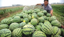 卖瓜吃称,揭秘市场中的诚信与欺诈