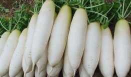 一月吃瓜二月吃瓜啥意思,揭秘“一月吃瓜二月吃瓜”的流行现象