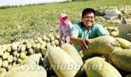 哈密瓜吃哈密瓜需要阳光吗,自然光照下的美味之旅