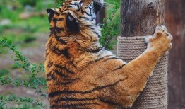 各种动物吃瓜头像