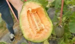 吃瓜爱吃哈密瓜,吃瓜爱好者的甜蜜诱惑