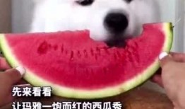 赖狗吃瓜,揭秘娱乐圈背后的那些事儿