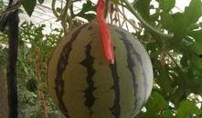 吃吊瓜西瓜拉肚子,吊瓜西瓜需谨慎食用