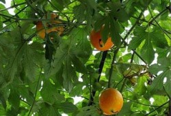 春天吃吊瓜好吗,吊瓜美食，健康美味两不误