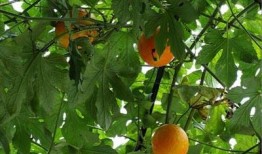 春天吃吊瓜好吗,吊瓜美食，健康美味两不误