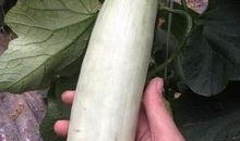 网红吃自己的瓜,揭秘网络红人的真实生活