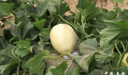 梦见吃白嚷瓜,揭秘吃白嚷瓜的神秘寓意