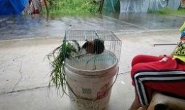 吃瓜循环,揭秘娱乐圈最新热点事件
